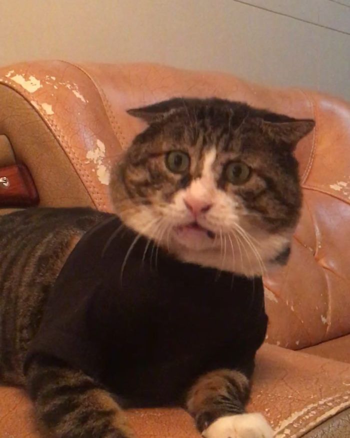 Ce chat est devenu viral à cause de ses réactions dramatiques et hilarantes (17 images)