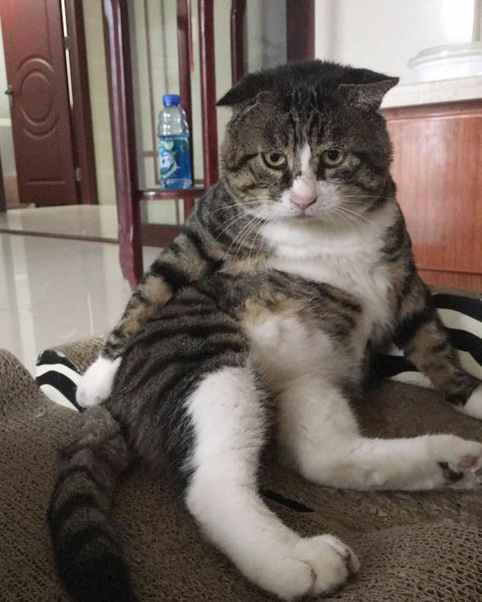 Ce chat est devenu viral à cause de ses réactions dramatiques et hilarantes (17 images)
