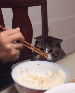 Ce chat est devenu viral à cause de ses réactions dramatiques et hilarantes (17 images)