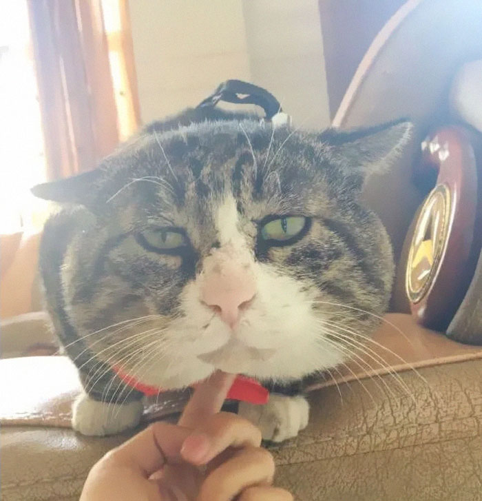 Ce chat est devenu viral à cause de ses réactions dramatiques et hilarantes (17 images)