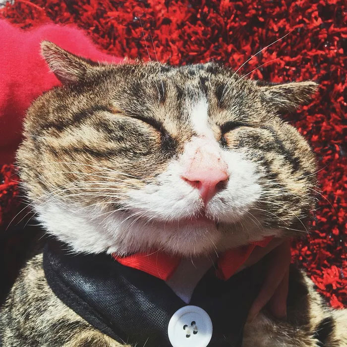 Ce chat est devenu viral à cause de ses réactions dramatiques et hilarantes (17 images)