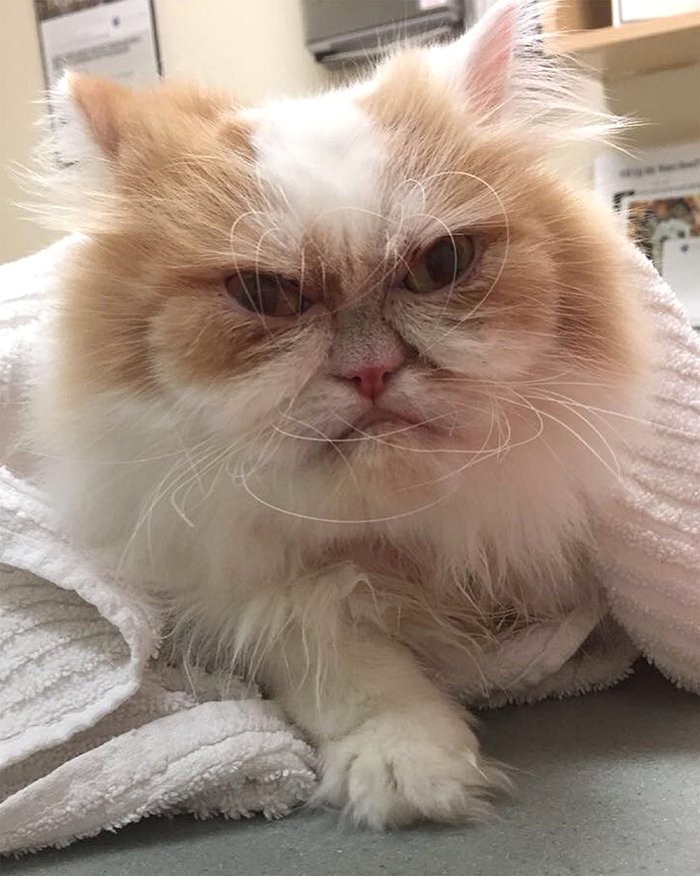 Internet A Trouve Un Nouveau Grumpy Cat Ipnoze