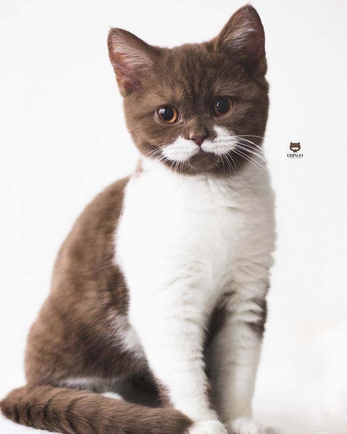 Voici Gringo Le Chat Qui Porte Une Merveilleuse Moustache Blanche 22 Images Ipnoze