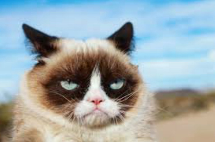 Grumpy Cat est morte à 7 ans