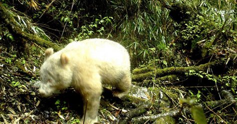 Un panda albinos jamais vu auparavant a été aperçu dans une forêt en Chine