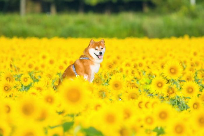 Ce shiba inu est le plus joli fleuriste du Japon et ses 19 photos rendent les gens heureux