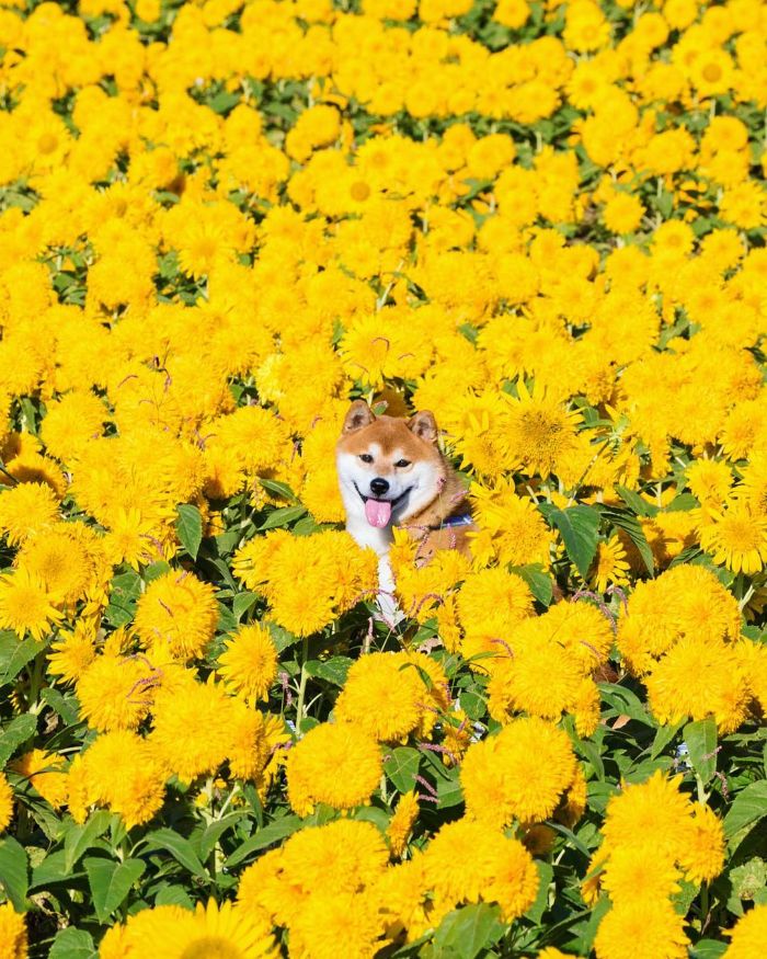 Ce shiba inu est le plus joli fleuriste du Japon et ses 19 photos rendent les gens heureux