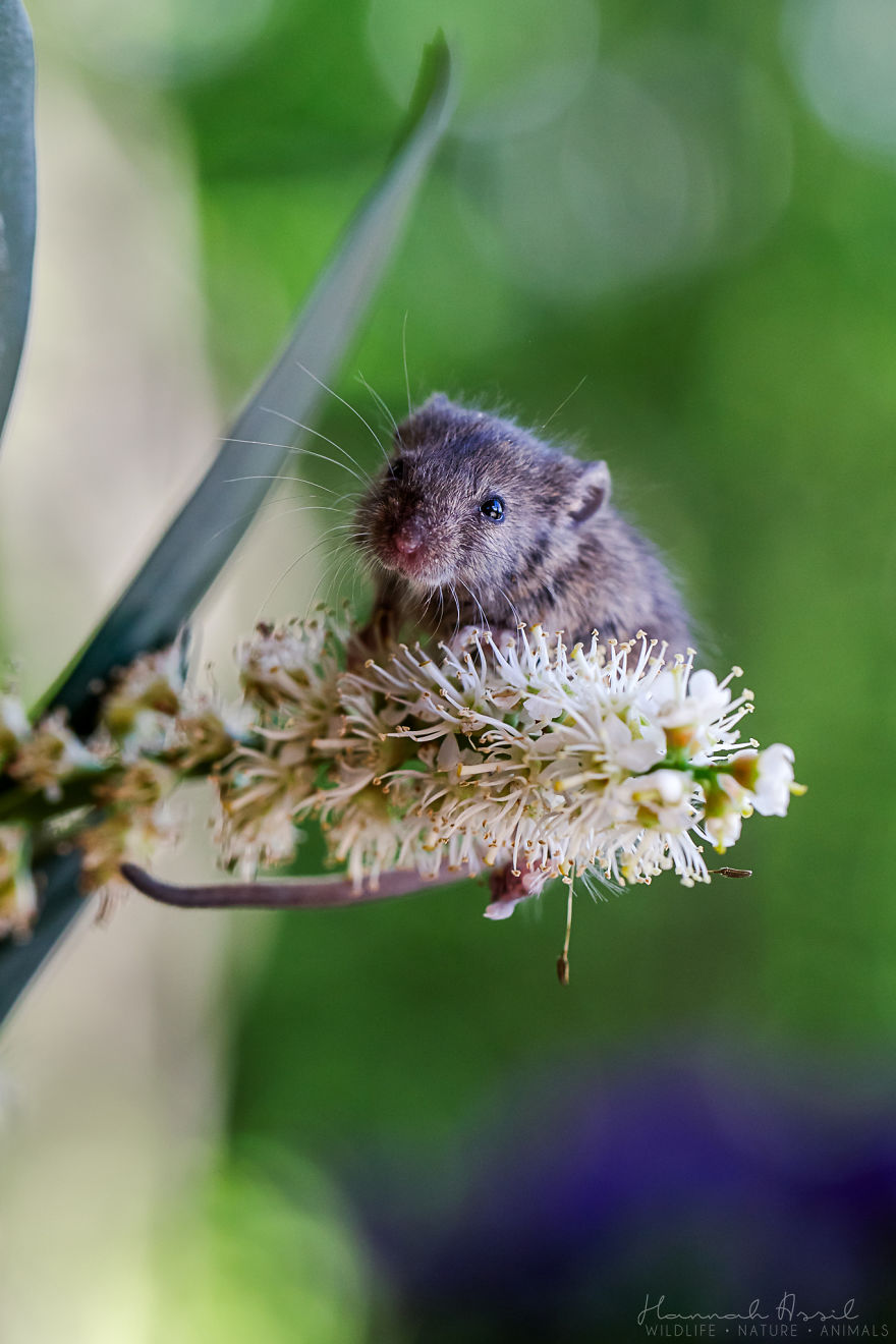 Je photographie la vie d’une petite souris sauvée de la bouche d’un chat (22 images)