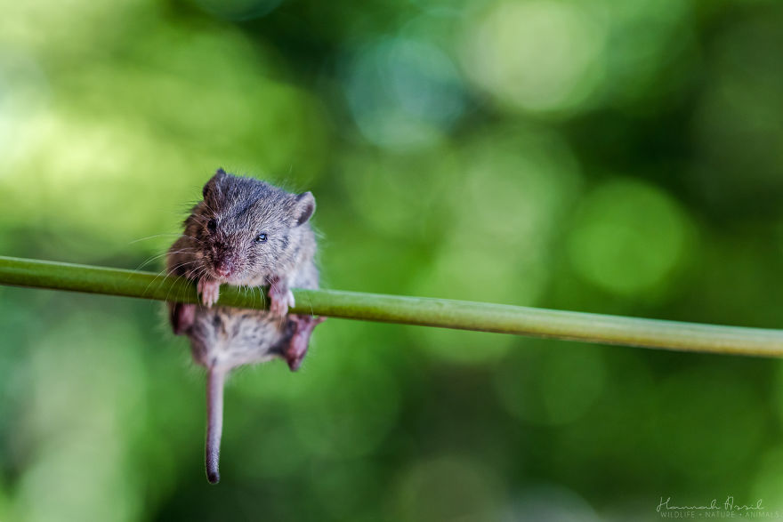 Je photographie la vie d’une petite souris sauvée de la bouche d’un chat (22 images)