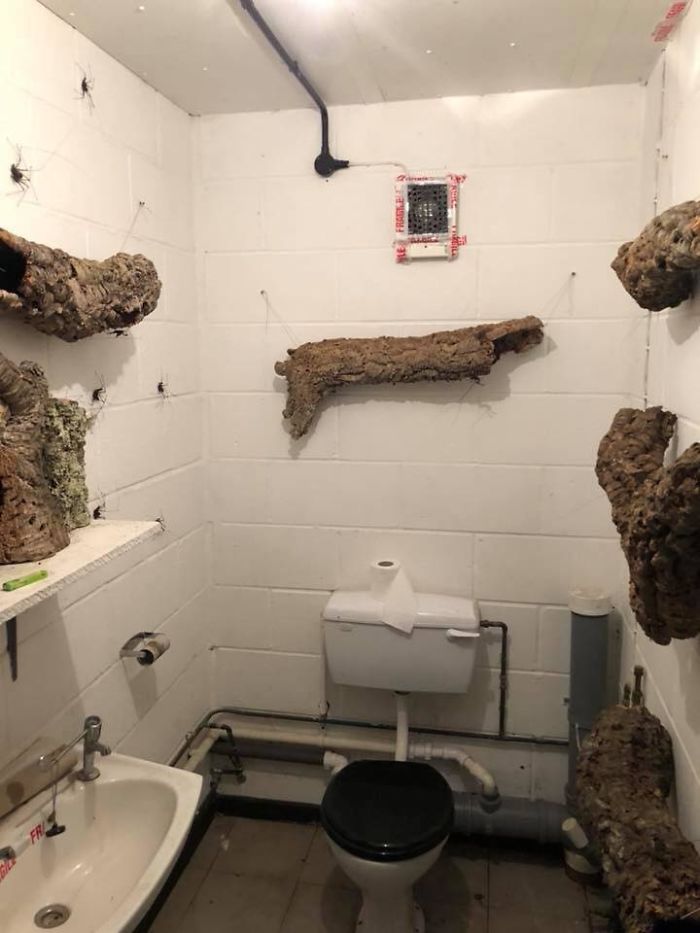 Quelqu’un a conçu des toilettes pour héberger des araignées géantes et c’est le pire cauchemar de tout arachnophobe