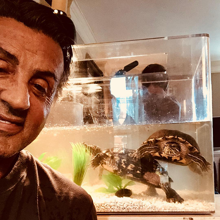 Les deux tortues qui ont été présentées dans « Rocky » sont toujours vivantes et voici Stallone avec elles 45 ans plus tard