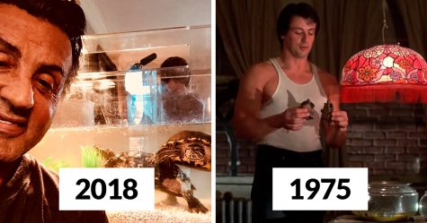 Les deux tortues qui ont été présentées dans « Rocky » sont toujours vivantes et voici Stallone avec elles 45 ans plus tard