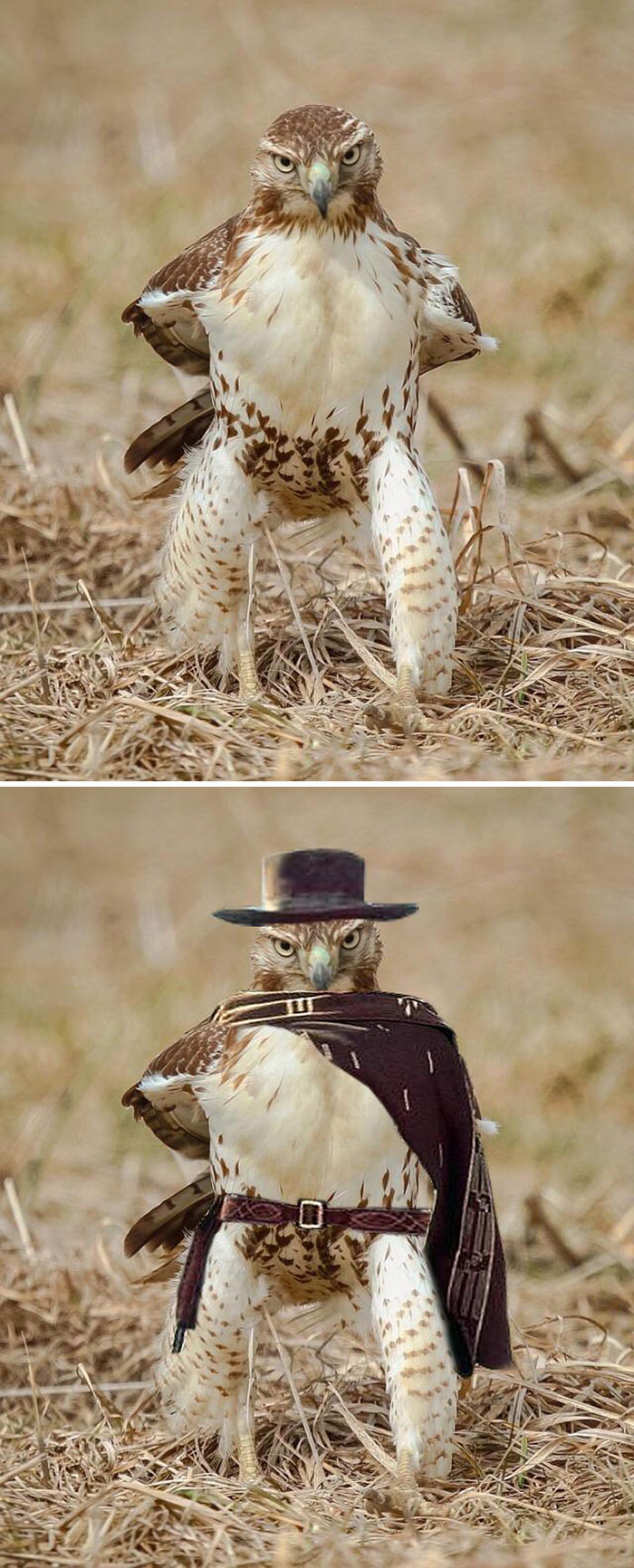 22 gagnants des meilleures batailles de Photoshop de tous les temps (nouvelles images)