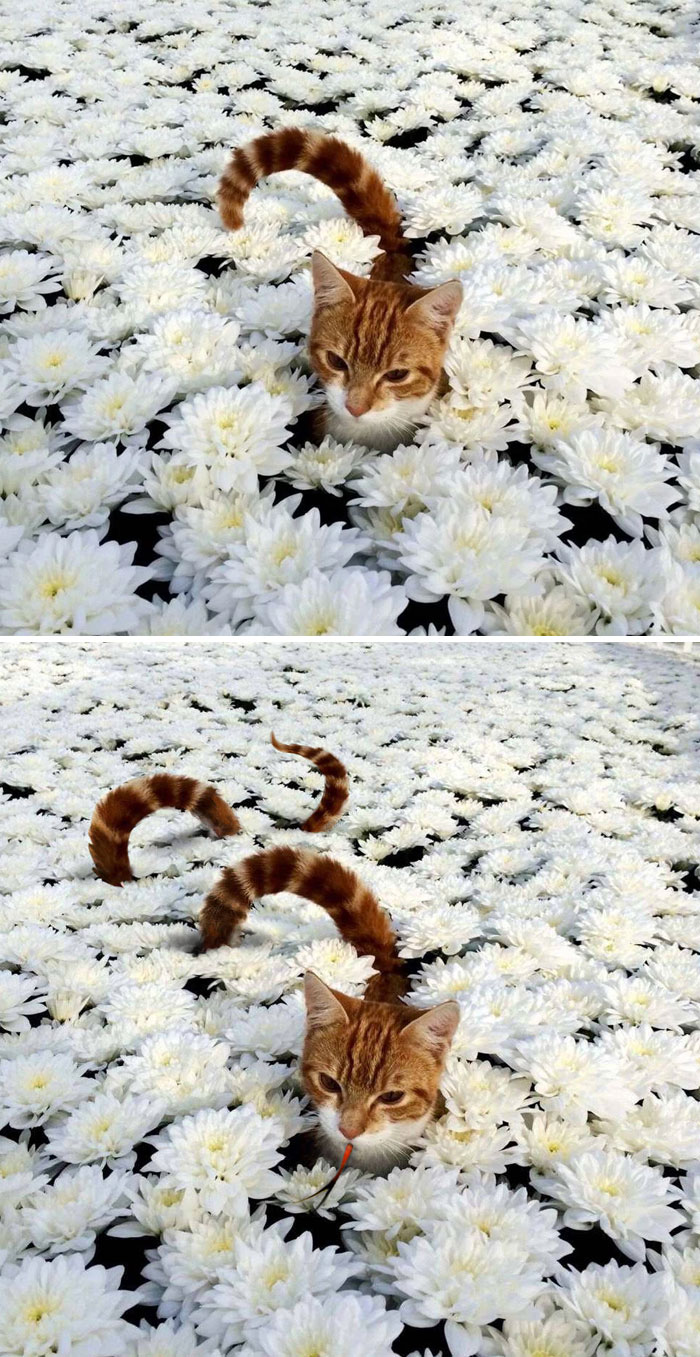 22 gagnants des meilleures batailles de Photoshop de tous les temps (nouvelles images)