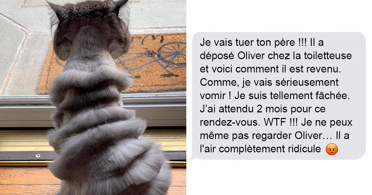 Un Papa A Apporte Le Chat De La Famille Chez La Toiletteuse Et Il Est Revenu Avec Un Minou Qui Ressemble A Un Accordeon Ipnoze