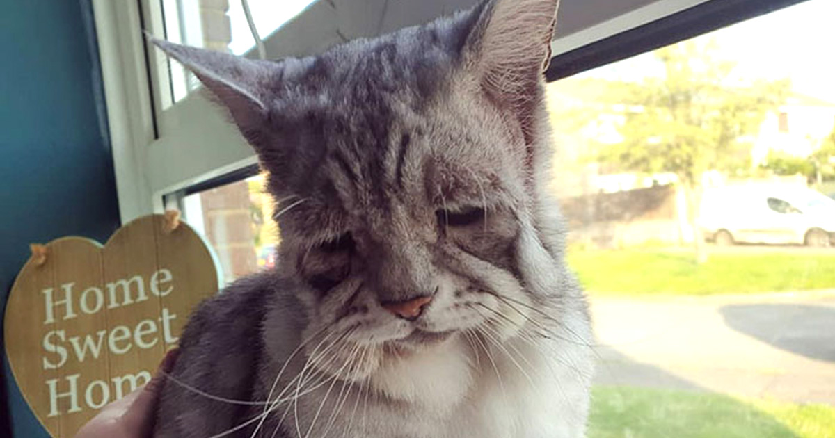 Un Chat Atteint Du Syndrome D Ehlers Danlos A Enfin Trouve Une Maison Et Ses Humains S Assurent Qu Il Mene Une Vie Heureuse Ipnoze
