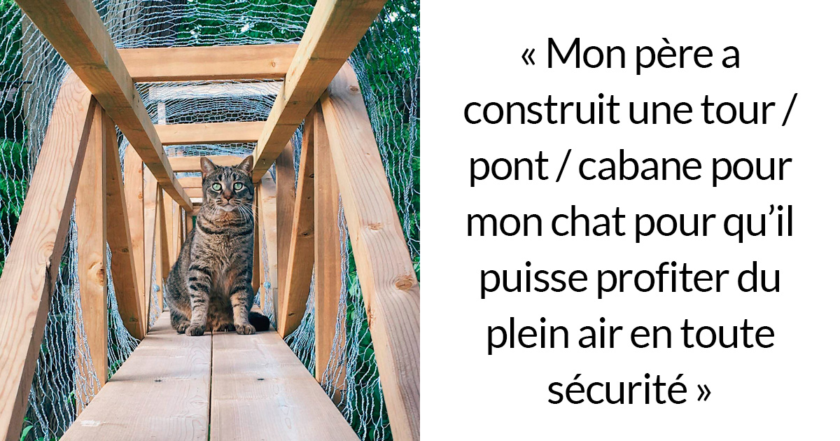 Les Patios Pour Chats Connus Sous Le Nom De Chatios Sont La Nouvelle Facon De Gater Ton Chat Bien Aime 22 Images Ipnoze