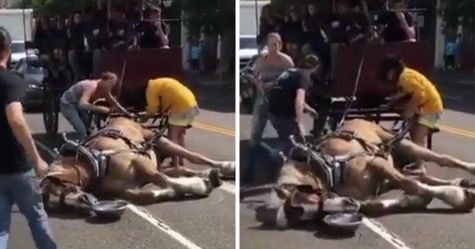 Un cheval s’effondre après avoir tiré une calèche de touristes à la chaleur