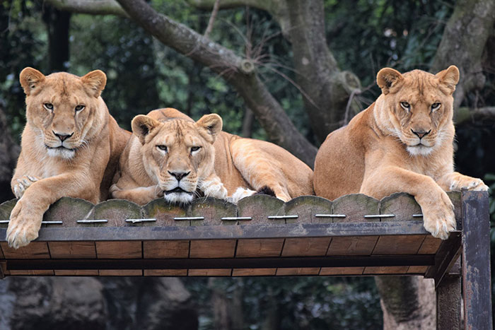 Un exercice d’évacuation dans un zoo est devenu viral et les gens rient de la réaction des vrais lions