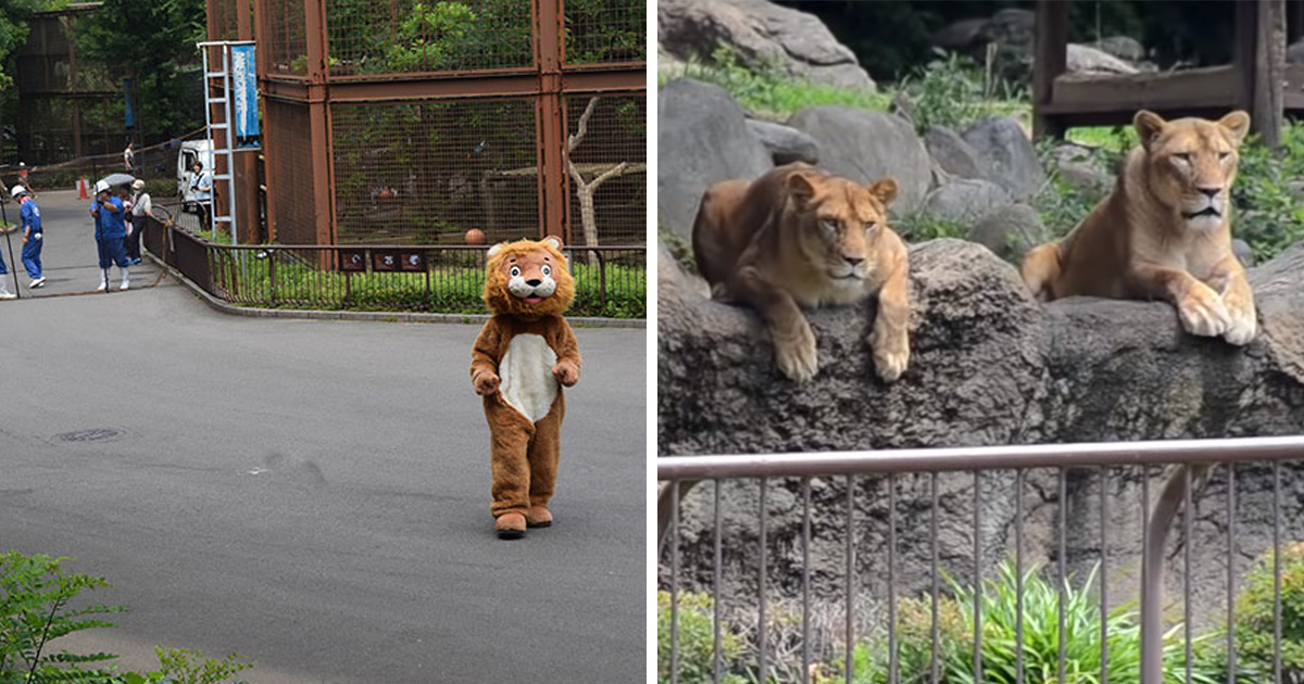 Un exercice d’évacuation dans un zoo est devenu viral et les gens rient de la réaction des vrais lions