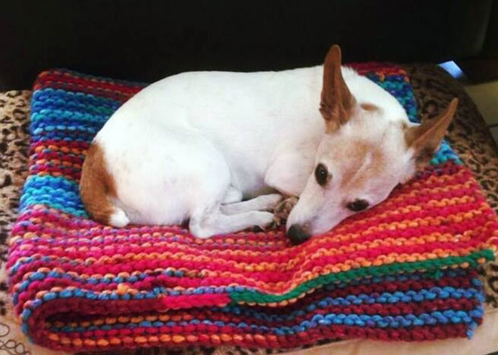 Cette femme de 89 ans a tricoté 450 couvertures pour les chiens de refuge et c’est adorable