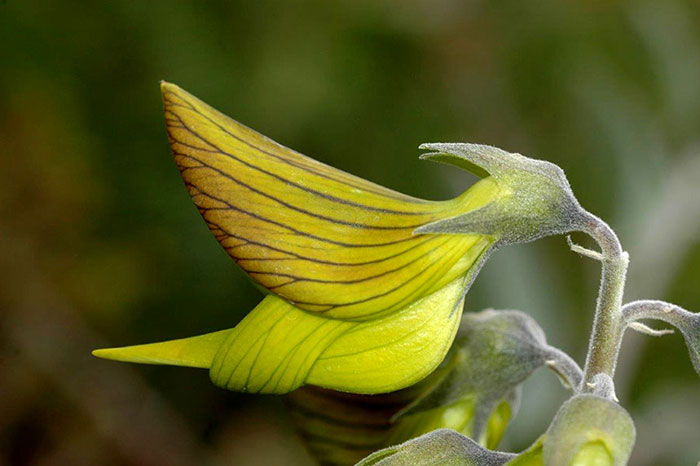 Les pétales de cette fleur ressemblent à des colibris