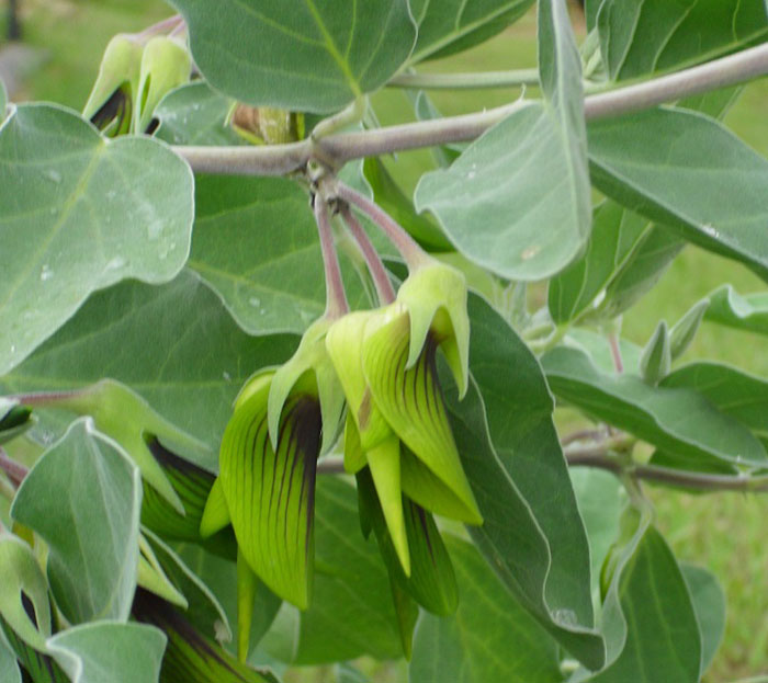 Les pétales de cette fleur ressemblent à des colibris