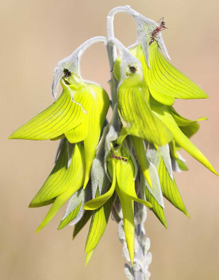 Les pétales de cette fleur ressemblent à des colibris
