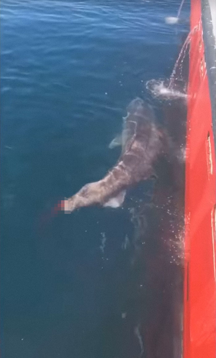 Le message de Jason Momoa à deux pêcheurs qui ont coupé la queue d’un requin et l’ont relâché dans la mer est devenu viral