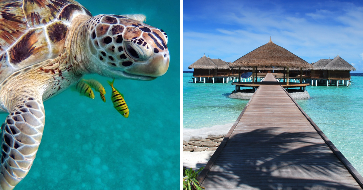 Cet hôtel de luxe aux Maldives va te payer pour que tu t’occupes des tortues