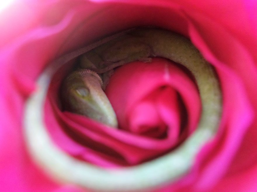 Ce lézard s’est endormi dans une rose et c’est la chose la plus adorable