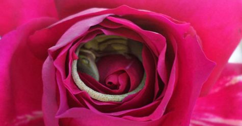 Ce lézard s’est endormi dans une rose et c’est la chose la plus adorable