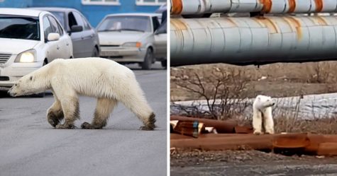 Un ours polaire affamé s’est retrouvé en pleine ville à plus de 800 kilomètres de son habitat naturel