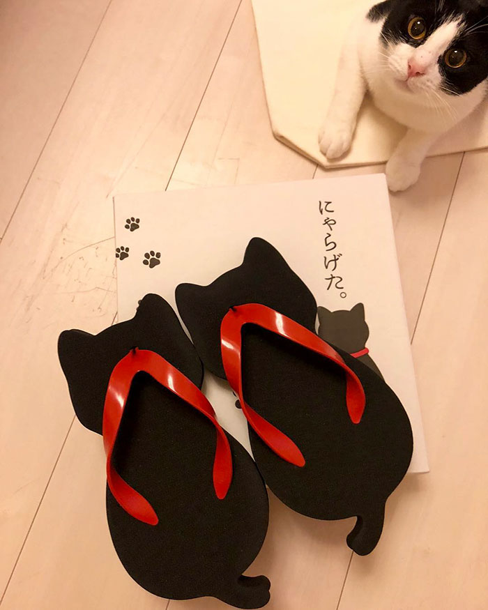 Ces sandales en forme de chat ont été créées par une entreprise japonaise et elles sont adorables