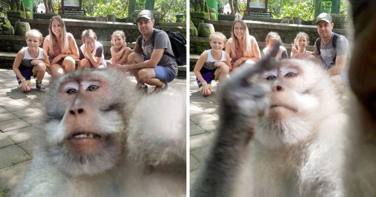 Singe doigt honneur