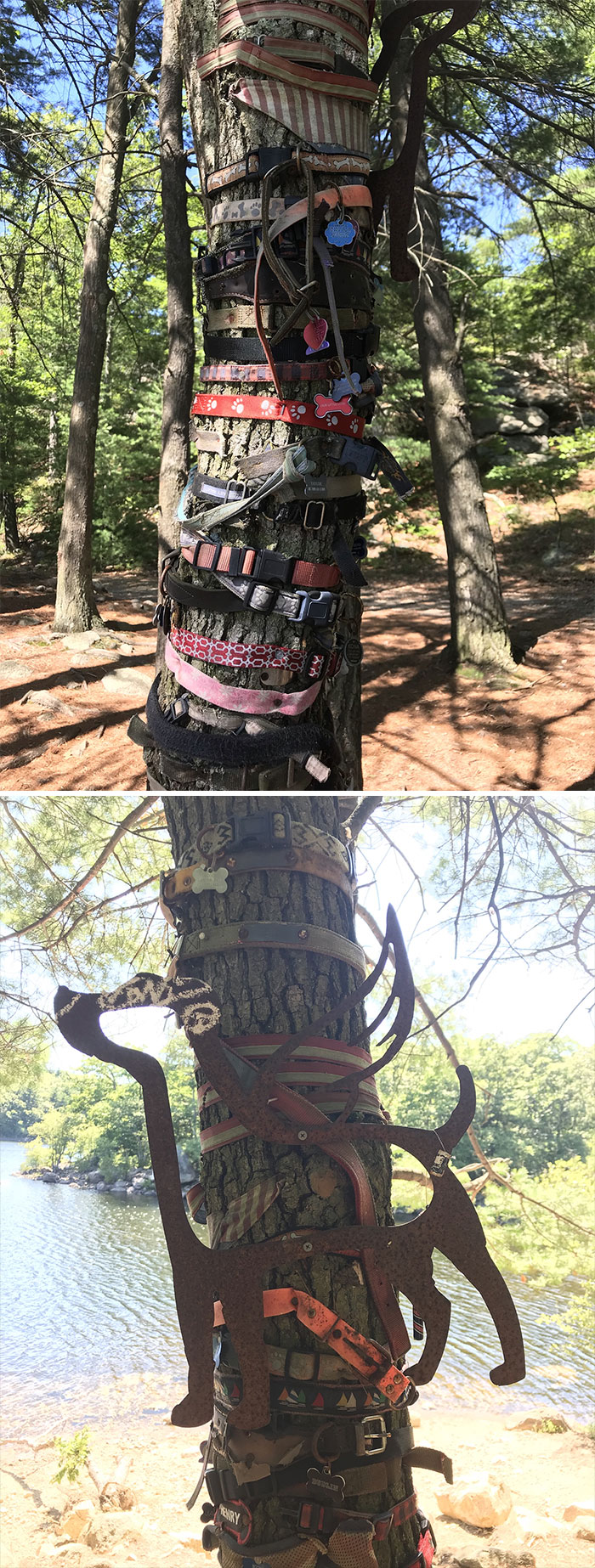 25 fois où des gens ont trouvé quelque chose de bizarre dans la forêt et n’ont pas pu s’empêcher de le partager