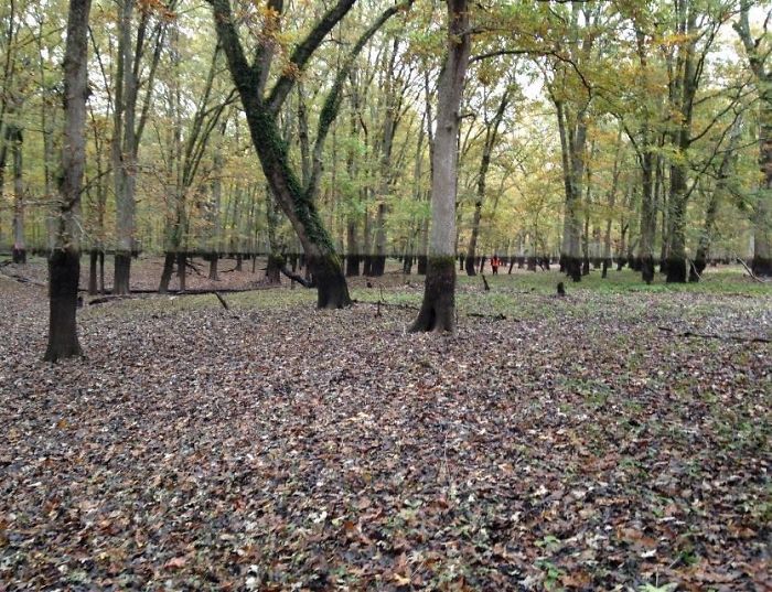 25 fois où des gens ont trouvé quelque chose de bizarre dans la forêt et n’ont pas pu s’empêcher de le partager