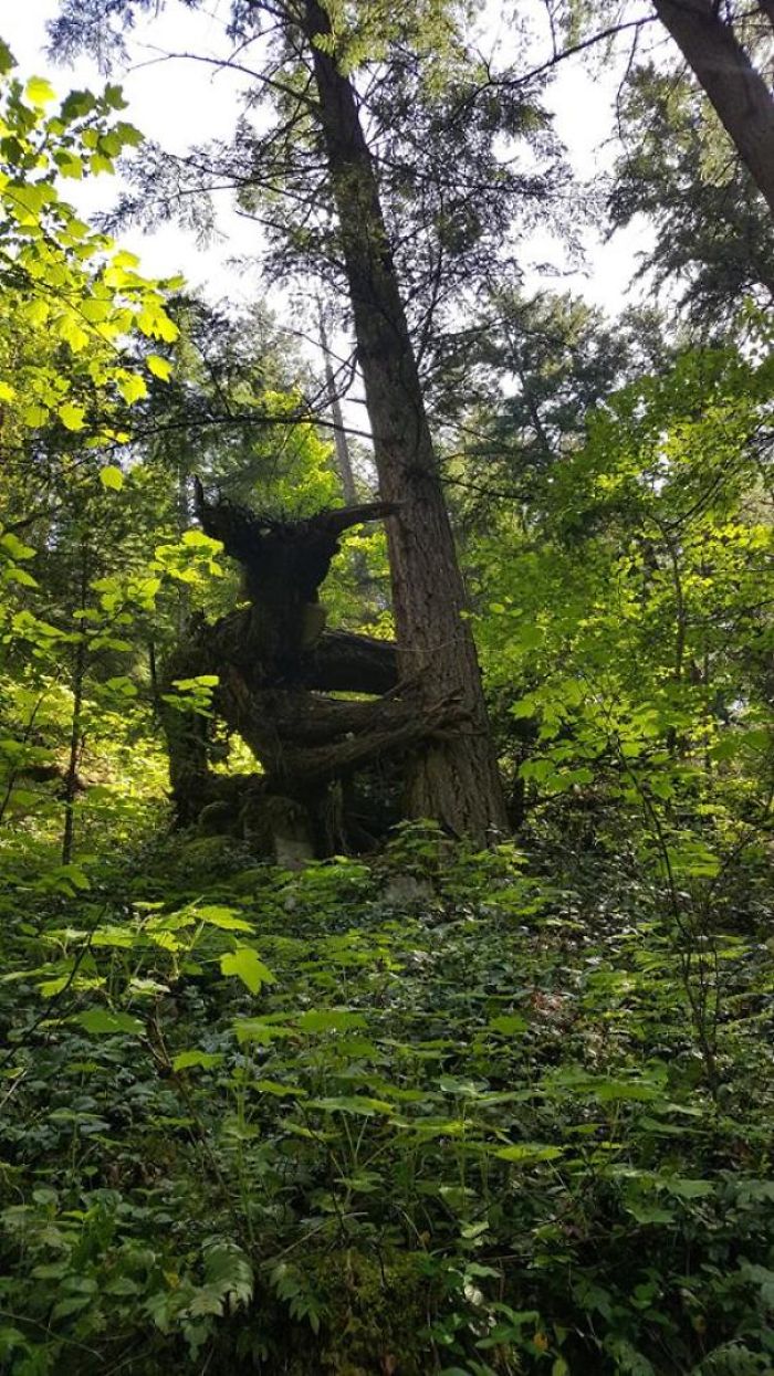 25 fois où des gens ont trouvé quelque chose de bizarre dans la forêt et n’ont pas pu s’empêcher de le partager