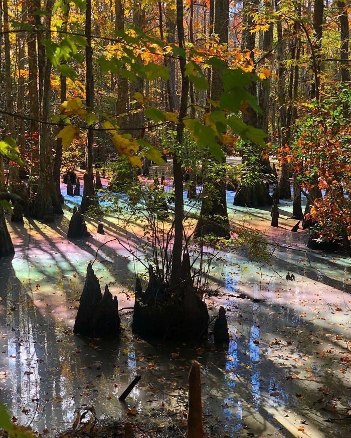 25 fois où des gens ont trouvé quelque chose de bizarre dans la forêt et n’ont pas pu s’empêcher de le partager