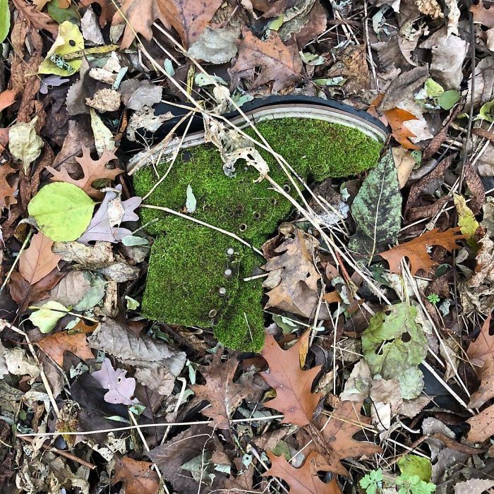 25 fois où des gens ont trouvé quelque chose de bizarre dans la forêt et n’ont pas pu s’empêcher de le partager