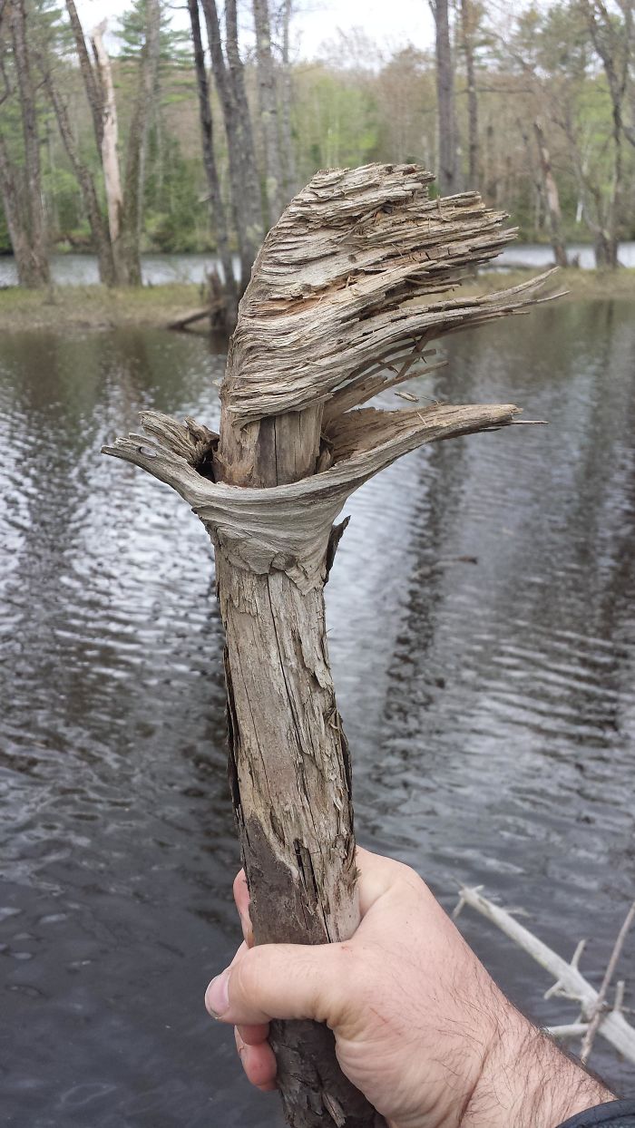 25 fois où des gens ont trouvé quelque chose de bizarre dans la forêt et n’ont pas pu s’empêcher de le partager