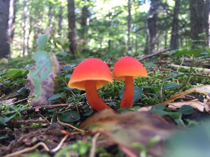 25 fois où des gens ont trouvé quelque chose de bizarre dans la forêt et n’ont pas pu s’empêcher de le partager