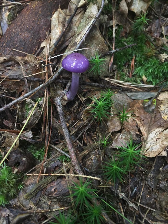 25 fois où des gens ont trouvé quelque chose de bizarre dans la forêt et n’ont pas pu s’empêcher de le partager