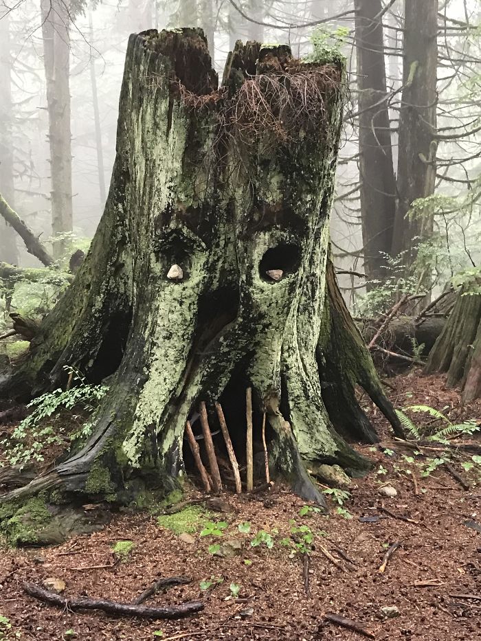 25 fois où des gens ont trouvé quelque chose de bizarre dans la forêt et n’ont pas pu s’empêcher de le partager