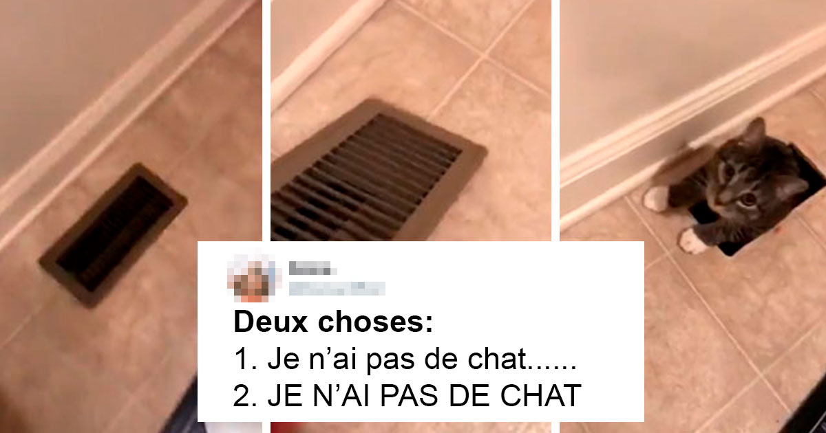 25 images de chats avec des messages vraiment drôles