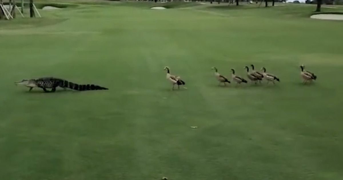 https://www.ipnoze.com/wordpress/wp-content/uploads/2019/07/canards-poursuivent-alligator-terrain-de-golf.jpg