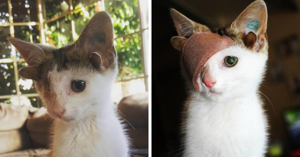 Ce Chaton De Refuge Avec 4 Oreilles Et Un Oeil A Echappe A La Misere Apres Avoir Trouve Une Maison Ipnoze