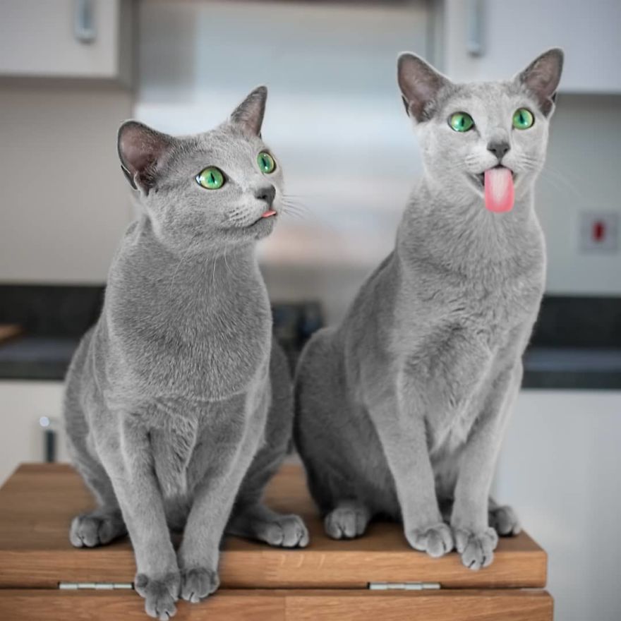 Ces magnifiques chats bleus russes ont les yeux les plus ensorcelants (21  images) - ipnoze