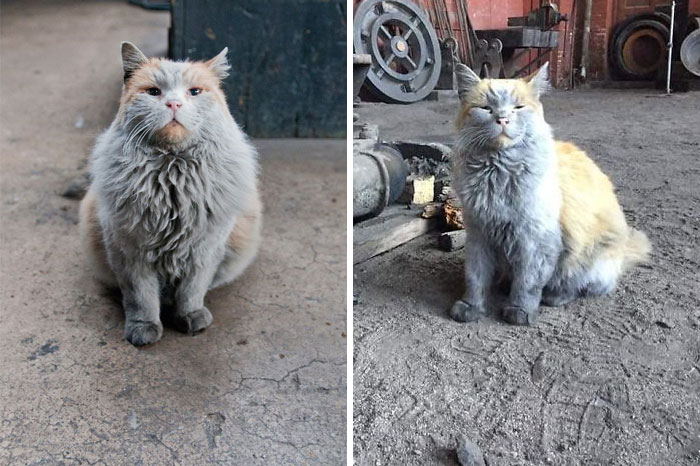 Des gens publient des photos de chats qui travaillent (25 images)