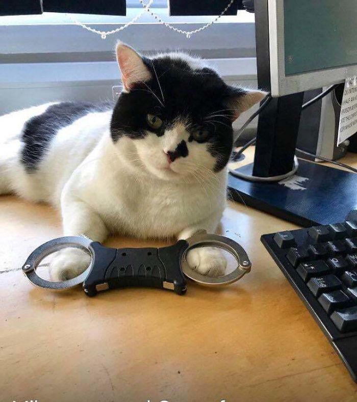 Des gens publient des photos de chats qui travaillent (25 images)